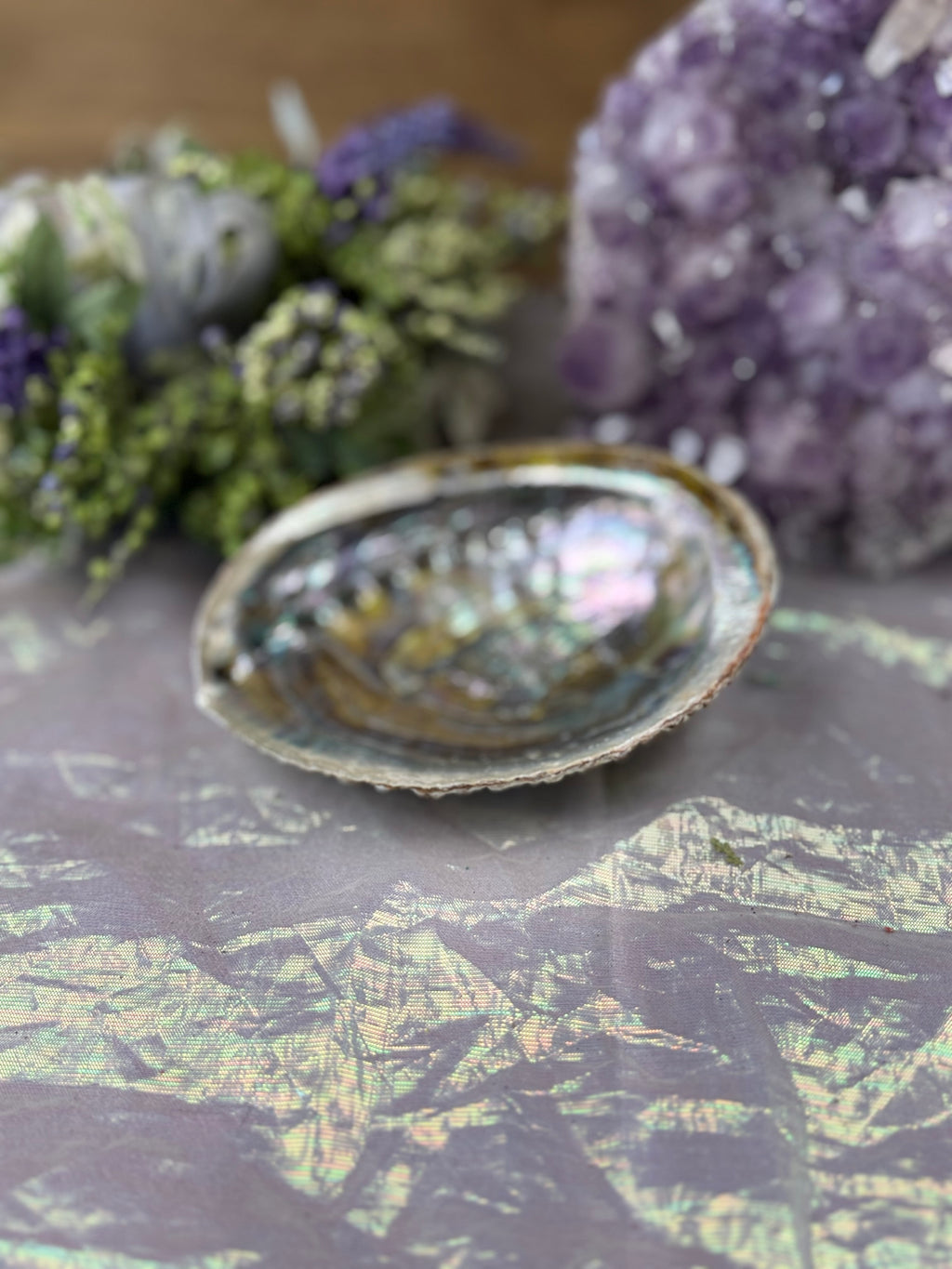 Abalone Shell