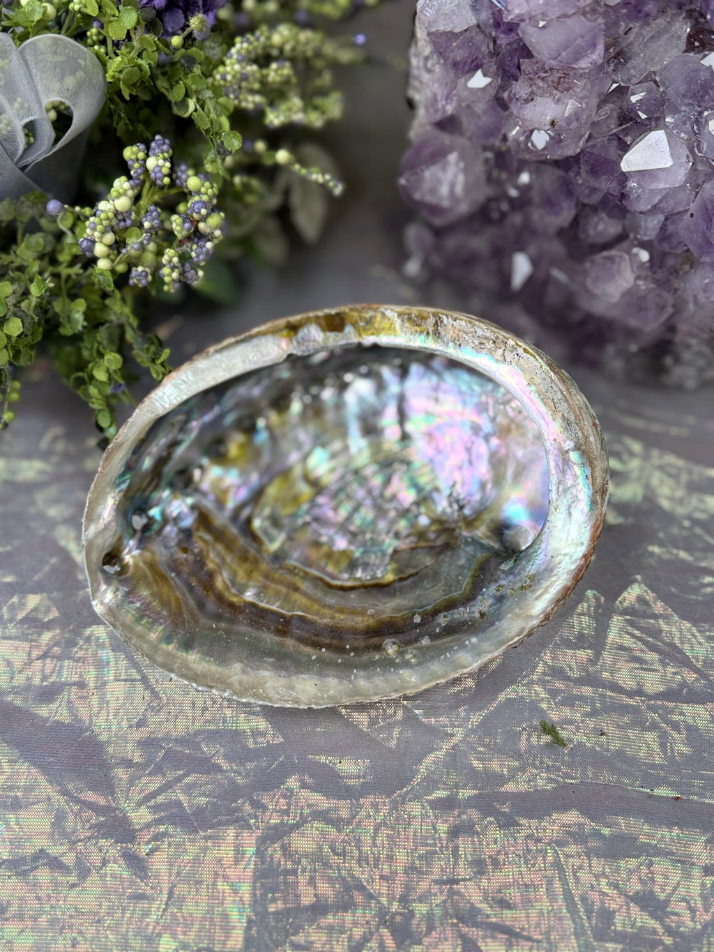 Abalone Shell